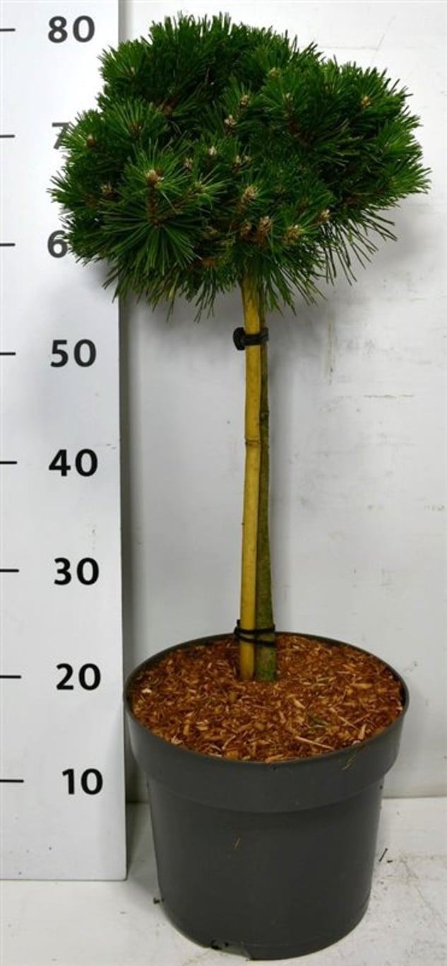 Pinus mugo 'Benjamin' - 40 CM Stem C7.5